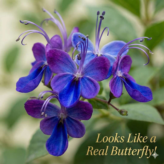Butterfly Flower Seeds | BUY 1 GET 1 FREE
