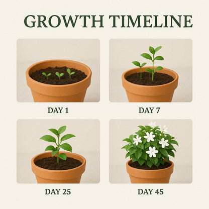 Winter-Friendly Hanging Jasmine — Dreamy Indoor Flower Seeds (Buy 1 Get 1 Free)