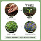 Butterfly Flower Seeds | BUY 1 GET 1 FREE
