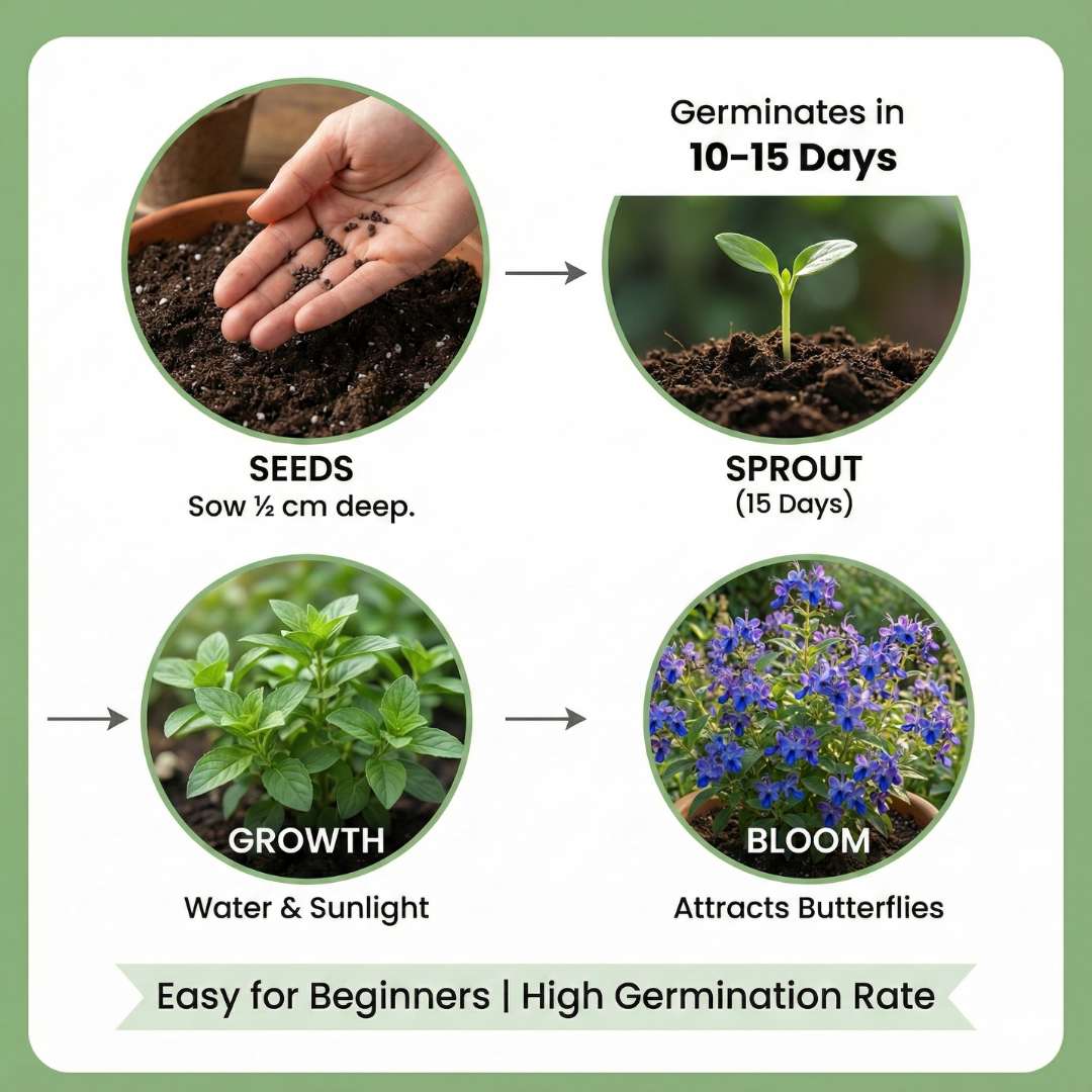 Butterfly Flower Seeds | BUY 1 GET 1 FREE