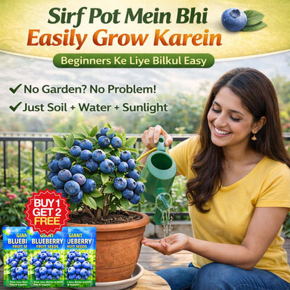 Premium Giant Blueberry Fruit Seeds | BUY 1 GET 2 FREE