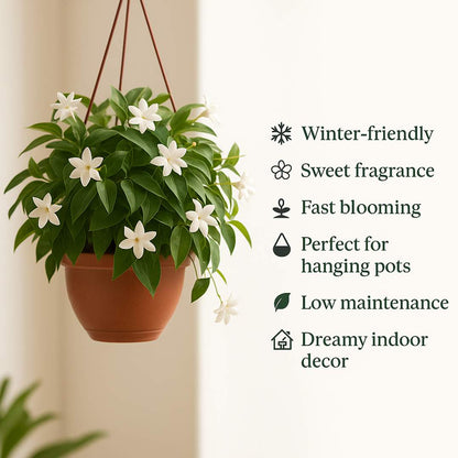 Winter-Friendly Hanging Jasmine — Dreamy Indoor Flower Seeds (Buy 1 Get 1 Free)