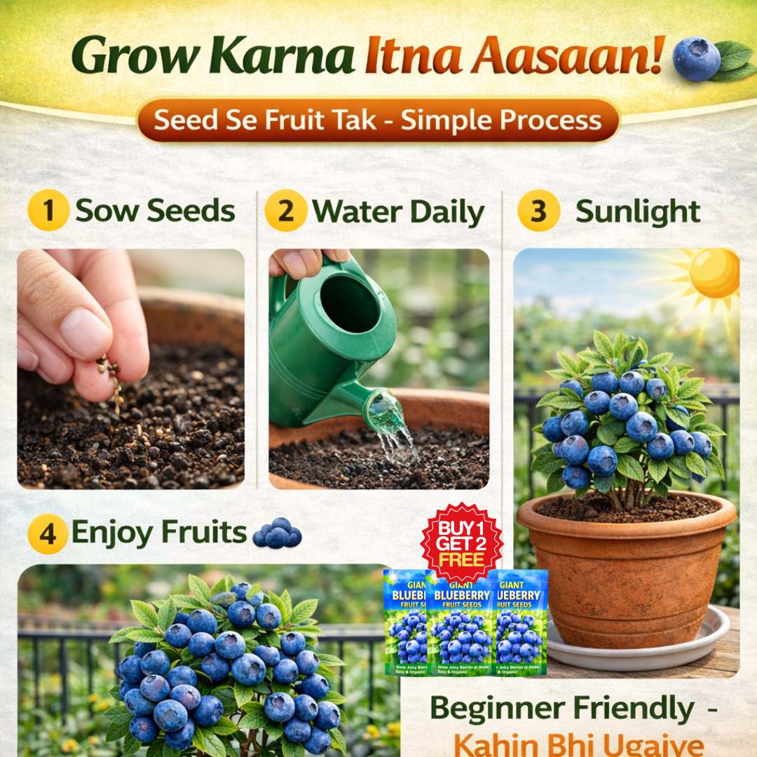 Premium Giant Blueberry Fruit Seeds | BUY 1 GET 2 FREE