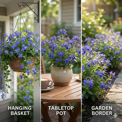 Butterfly Flower Seeds | BUY 1 GET 1 FREE