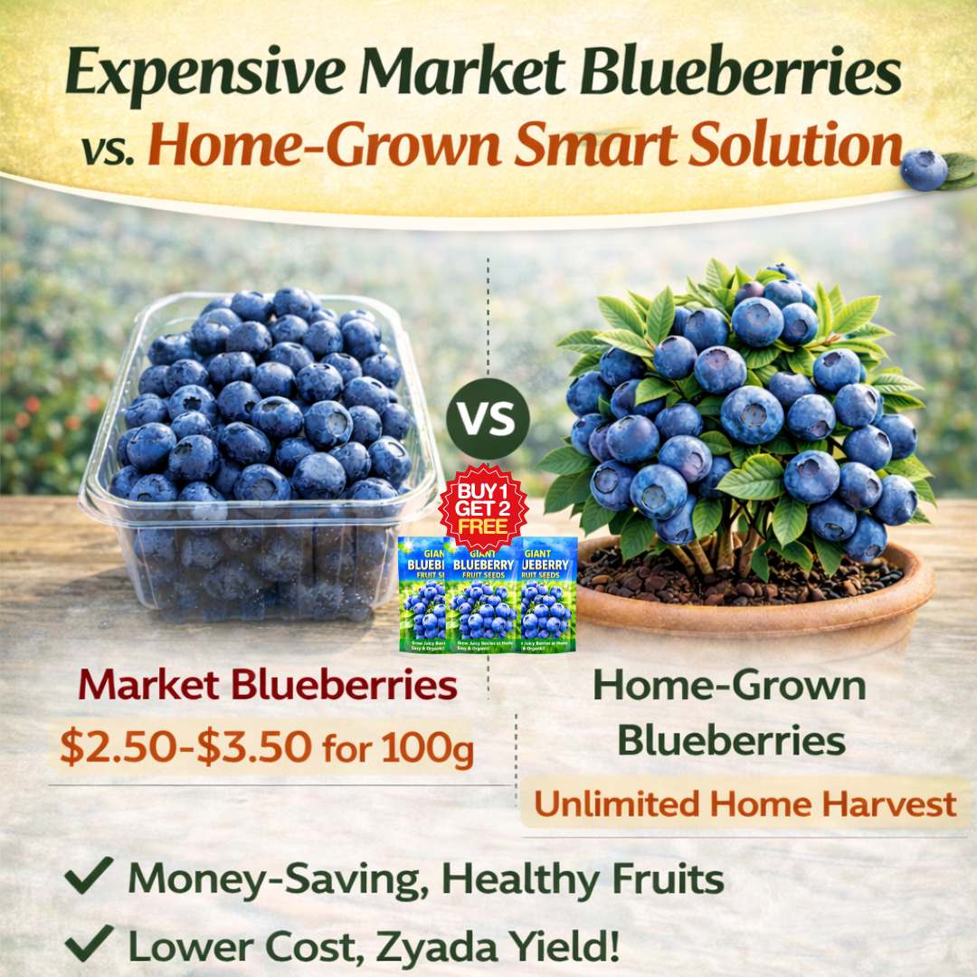 Premium Giant Blueberry Fruit Seeds | BUY 1 GET 2 FREE